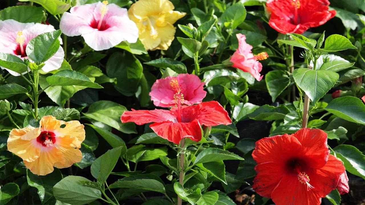 వర్షకాలం వచ్చిందంటే చాలు చాలా మంది తమ ఇంటి ఆవరణంలో అందమైన మొక్కలు, ఈ సీజన్లోనే పుష్పించే మొక్కలు పెట్టుకోవడానికి ఎక్కువ ఇష్టపడుతుంటారు. ఇక వర్షకాలంలో తేమ ఉండటం వలన చాలా మొక్కలు త్వరగా పెరిగి, అవి పుష్పిస్తుంటాయి. అయితే వర్షకాలంలో పుష్పించే అందమైన మొక్కలు ఏవో ఇప్పుడు చూద్దాం.