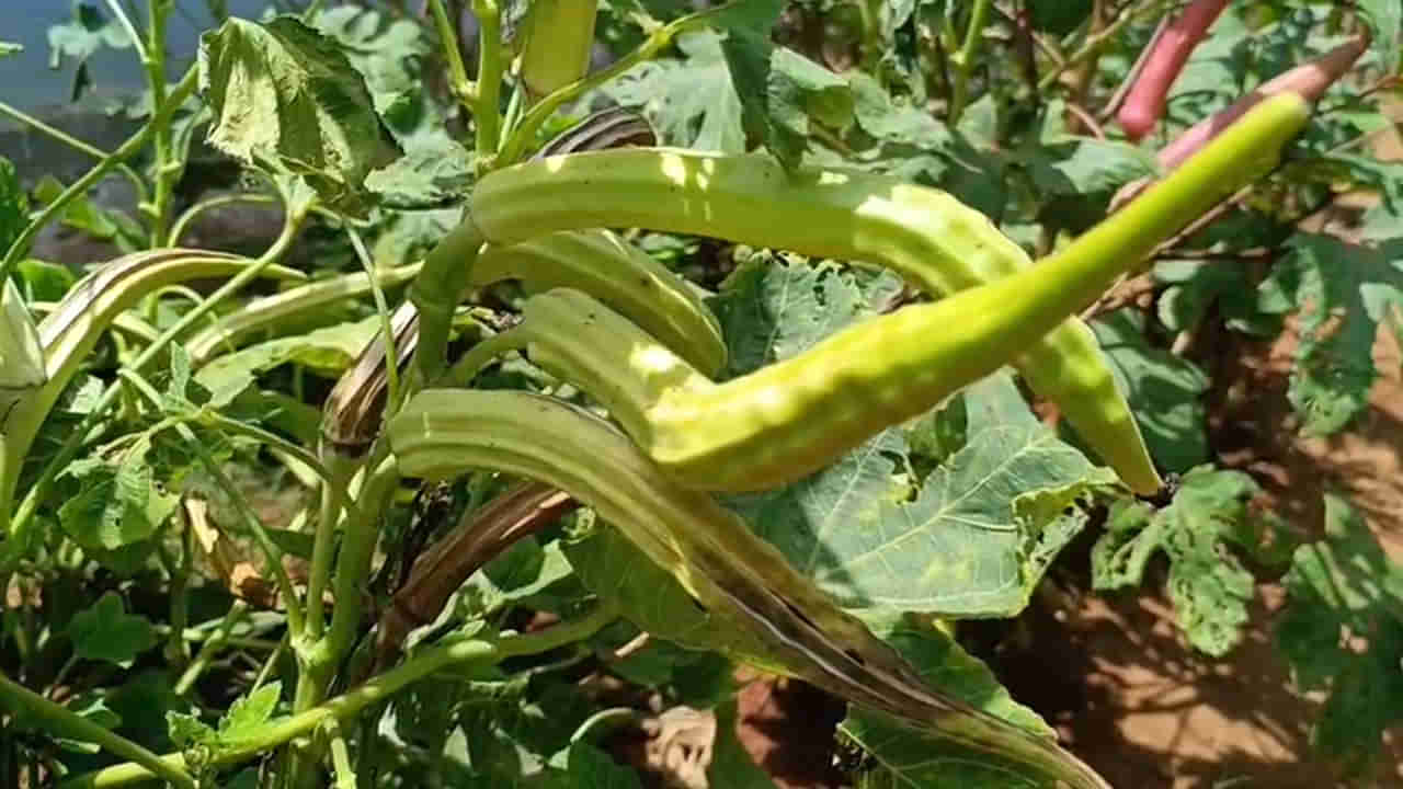 Tanuku: 6 అడుగుల సొరకాయ.. 9 రకాల బెండకాయలు.. టెర్రాస్ గార్డన్‌తో డబ్బే డబ్బు.. ఎలాగంటారా