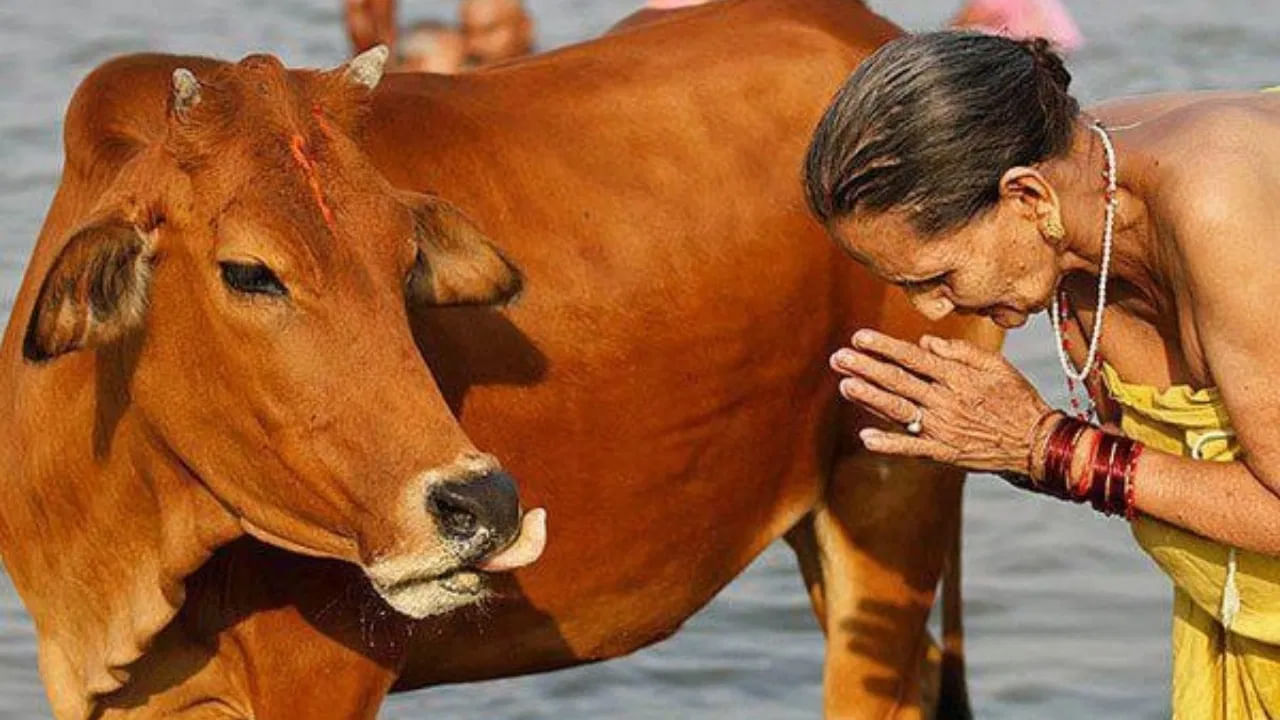 ఆవులు మీ ఇంటికి పదే పదే వస్తే.. అది శుభకాలానికి సంకేతం. అంటే దేవతల ఆశీస్సులు మీపై ఉన్నాయని .. మీకు శుభ సమయం త్వరలో ప్రారంభం కానున్నదని ఆవుల రాకకు అర్థం.
