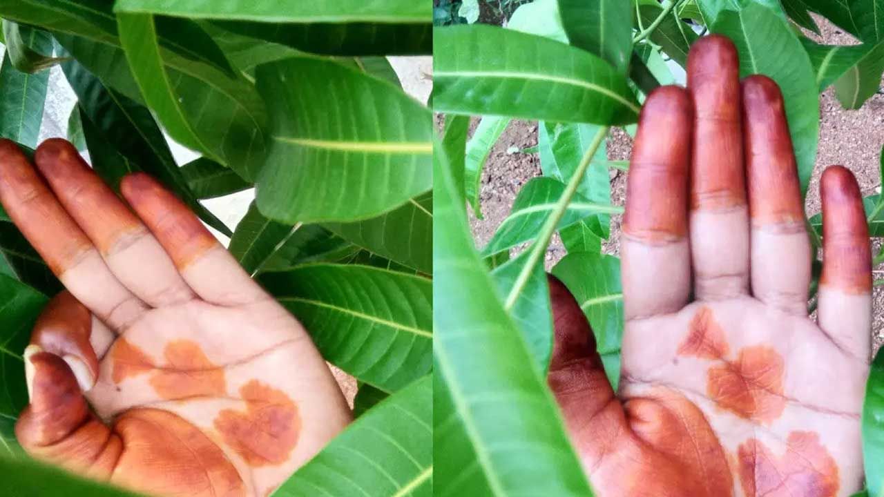 అంతేకాకుండా ఆషాడం మాసంలో గోరింటాకు అనేది పెళ్లికాని అమ్మాయిల ఊహలకు అందాలను అద్దడానికి వచ్చినట్లు ఉంటుందంట. ఎందుంటే ? చాలా మంది అంటుంటారు. గోరింటాకు ఎంత బాగా పండితే అంత మంచి భర్త వస్తాడని, నిన్ను బాగా చూసుకుంటాడంటూ ఆ ఆడ పిల్ల ఆశలను ఆకాశానికి ఎత్తేస్తారు.