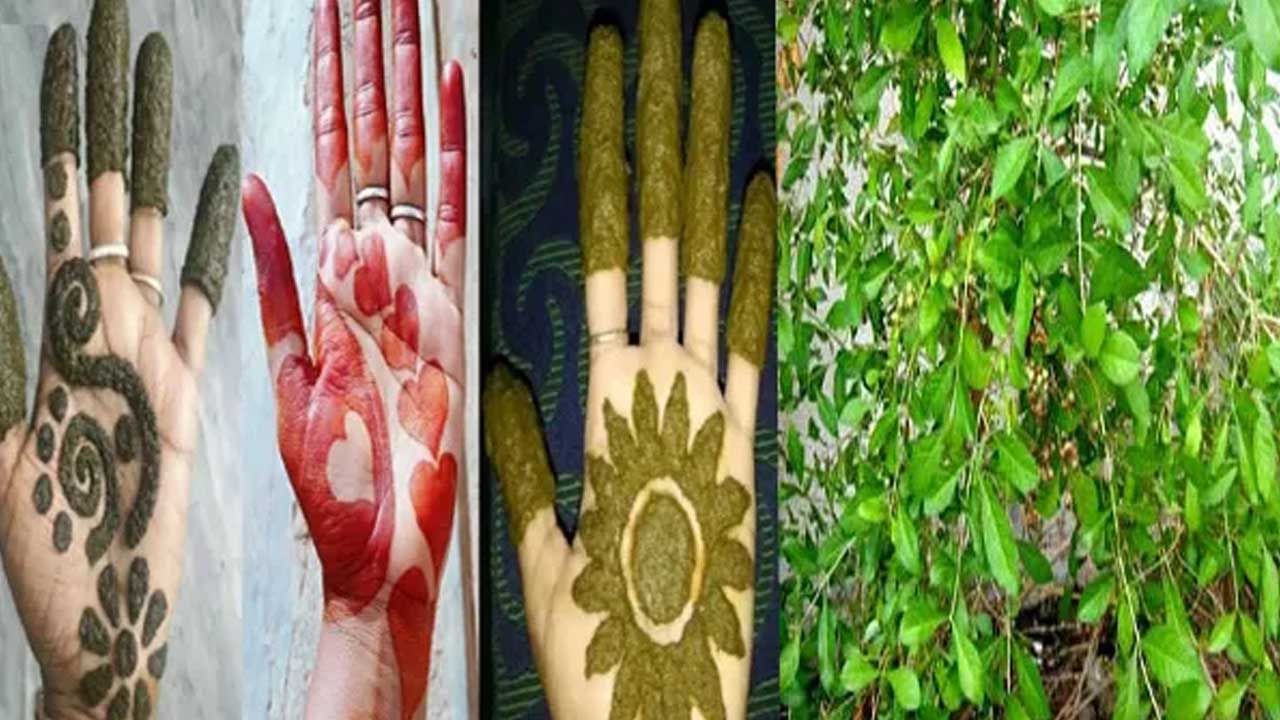 అలాగే ఆషాడ మాసంలో కొత్తగా పెళ్లైన ఆడపిల్లలు అత్తింటిని విడిచి పుట్టింటికి వస్తారు. అయితే వారు కూడా ఈ సమయంలో గోరింటాకు పెట్టుకోవడం వలన అది వారి సౌభాగ్యాన్ని గుర్తు చేస్తుందంట. పుట్టినింట ఉన్నా.. తన మనసు మెట్టింటి భర్త ఆరోగ్యాన్ని కాంక్షిస్తుంది. ఈ గోరింటాకు చూసినప్పుడు తన భర్త గుర్తుకు వస్తాడు అంటారు పెద్దవారు.