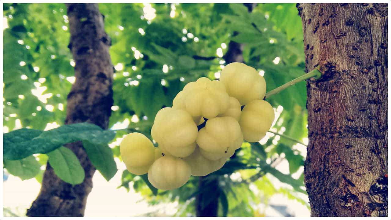 ఉసిరిలో విటమిన్ సి ఉంటుంది. ఇది చర్మాన్ని యవ్వనంగా ఉంచడంలో సహాయపడుతుంది. ఆమ్లాకిలో ఉండే శక్తివంతమైన యాంటీఆక్సిడెంట్లు చర్మాన్ని అకాల వృద్ధాప్యం నుండి దూరంగా ఉంచుతాయి. (నోట్: ఇందులోని అంశాలు కేవలం అవగాహన కోసం మాత్రమే. నిపుణుల సలహాలు, సూచనల మేరకు అందించడం జరిగింది. ఏవైనా సందేహాలు ఉంటే నిపుణులను సంప్రదించాలని సూచిస్తున్నాము.)