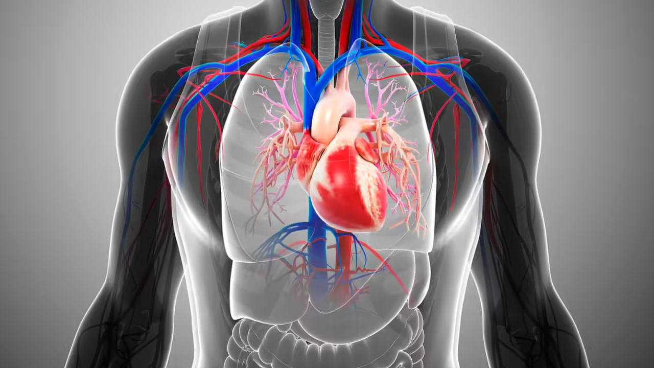 ప్రస్తుతం మనిషి ఆరోగ్యంగా ఉండాలంటే.. చిన్న చిన్న పనులే ఎక్కువ ప్రభావాన్ని చూపిస్తున్నాయి. ఆరోగ్యం కోసం తీసుకునే ఖరీదైన మాత్రలు, నివారణ చర్యలు శరీరంపై తీవ్ర ప్రభావాలను చూపుతున్నాయని ఆందోళన వ్యక్తం అవుతుంది. ఈ నేపధ్యంలో సహజంగా గుండెను ఆరోగ్యంగా ఉంచేందుకు సహజమైన పద్ధతులను అనుసరించాలని, వ్యాయామం చేయాలని చెబుతున్నారు. ఎందుకంటే గుండె జబ్బులు రాత్రికి రాత్రే రావు. రోజూ చేసే పనుల ద్వారా నెమ్మది నెమ్మదిగా గుండె జబ్బుల బారిన పడుతుంది. కనుక గుండె ఆరోగ్యాన్ని గణనీయంగా మెరుగుపరిచే కొన్ని చిన్న చిన్న అలవాట్లను చేసుకోవాలని నిపుణులు సూచిస్తున్నారు. అవి ఏమిటంటే..
