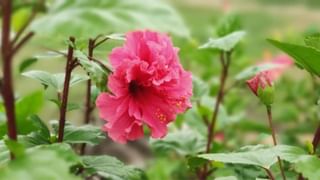 Friday Puja Tips: డబ్బుకి ఇబ్బందా.. శుక్రవారం ఈ పరిహారాలు చేసి చూడండి.. లక్ష్మీదేవి అనుగ్రహం మీ సొంతం..