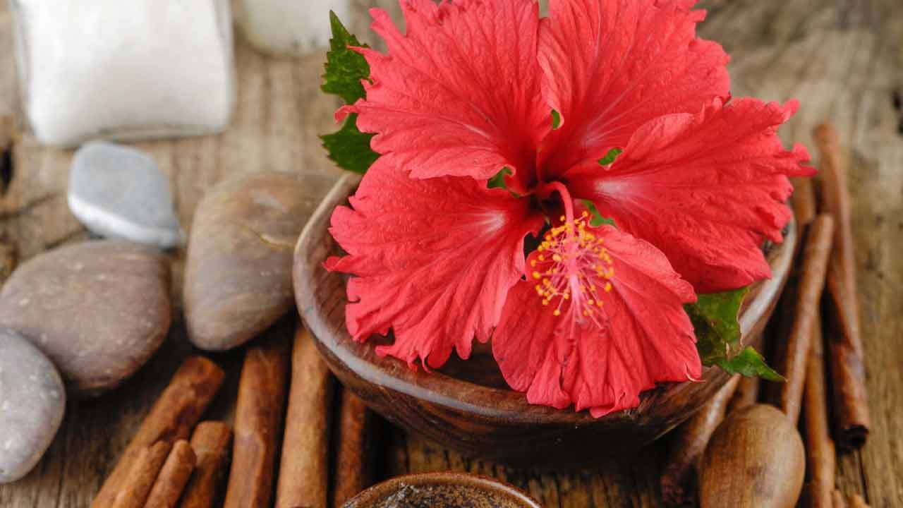 జుట్టు రాలడానికి మందార పువ్వు మంచి నివారణ అని అందరికీ తెలిసిన విషయమే. కానీ అది ఆరోగ్యానికి కూడా చాలా మంచిది. మందార పువ్వు చర్మాన్ని ఎక్స్ఫోలియేట్ చేయడంలో సహాయపడుతుంది. మందారం చర్మాన్ని హైడ్రేట్గా ఉంచుతుంది. వృద్ధాప్య ఛాయలను ఇది తొలగిస్తుంది. మీ ముఖం అందంగా, మెరిసేలా చేస్తుంది.