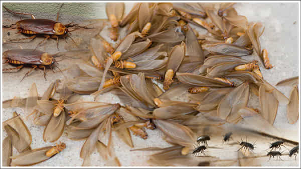 Home Remedies: వర్షాకాలంలో ఇంట్లో ఇలాంటి కీటకాలు వస్తున్నాయా? ఇలా చేస్తే క్షణాల్లో పరార్!