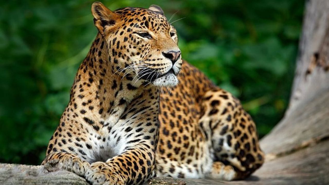 భారతీయ చిరుతపులి.. ఇది ఇండియాలోని చాలా ప్రాంతాల్లో కనిపించే పెద్ద పిల్లి. 2014 లెక్కల ప్రకారం.. దేశంలో 7,910 చిరుతపులులు ఉన్నాయి. ప్రస్తుతం సుమారు 12,000 చిరుతపులులు ఉన్నట్లు అంచనా వేస్తున్నారు. వీటిలో ఎక్కువగా మధ్యప్రదేశ్‌లో 1,800 చిరుతలు ఉన్నాయి. ఆ తర్వాత కర్ణాటక, మహారాష్ట్రలో ఎక్కువ సంఖ్యలో కనిపిస్తాయి. ఇవి చాలా వేగంగా పరిగెత్తగలవు. వేటలో చాలా తెలివిగా వ్యవహరిస్తాయి.