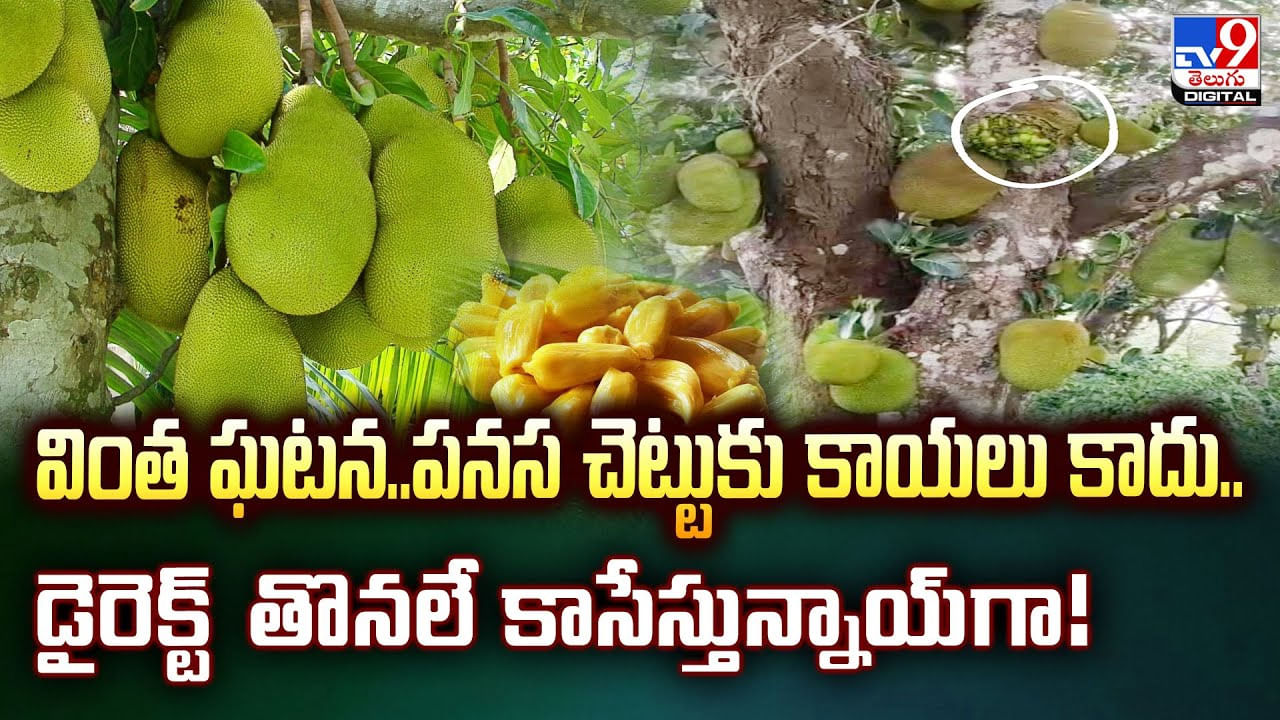 వింత ఘటన..పనస చెట్టుకు కాయలు కాదు.. డైరెక్ట్‌ తొనలే కాసేస్తున్నాయ్‌గా!