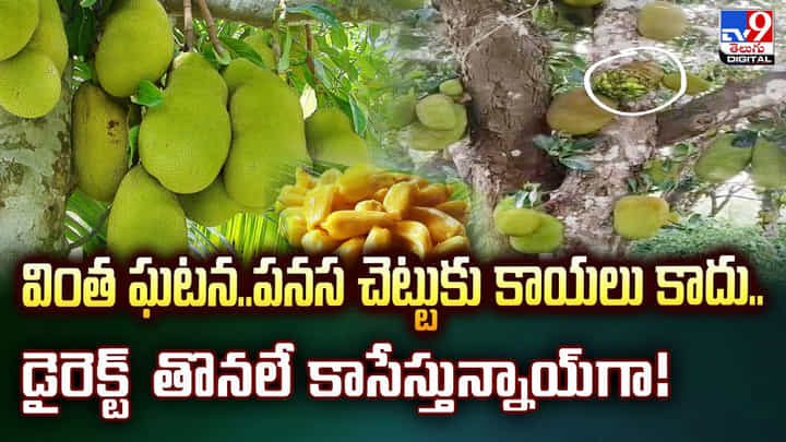 వింత ఘటన..పనస చెట్టుకు కాయలు కాదు.. డైరెక్ట్ తొనలే కాసేస్తున్నాయ్గా! వింత ఘటన..పనస చెట్టుకు కాయలు కాదు.. డైరెక్ట్ తొనలే కాసేస్తున్నాయ్గా!