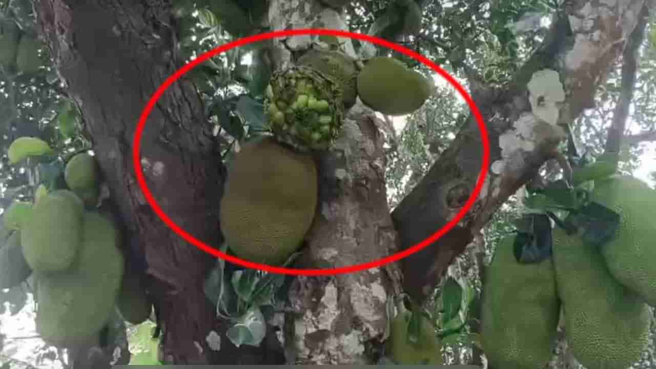 భలే భలే.. చెట్టుకు కాయలు కాదు.. డైరెక్ట్గా తొనలే కాస్తున్నాయి.. పనస చెట్టు పదనిసలు..!