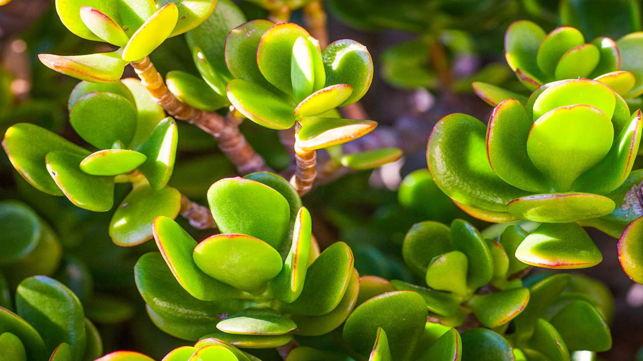 జడ్ ప్లాంట్‌.. ఈ మొక్క పెరుగుదల.. మీ పెరుగుదలను సూచిస్తుంది. జేడ్ మొక్క స్నేహం, అనుబంధాన్ని కొనసాగించడంలో సహాయపడుతుంది. అలాగే ఆర్థిక సమస్యను పరిష్కరించడానికి కూడా సహాయపడుతుంది.