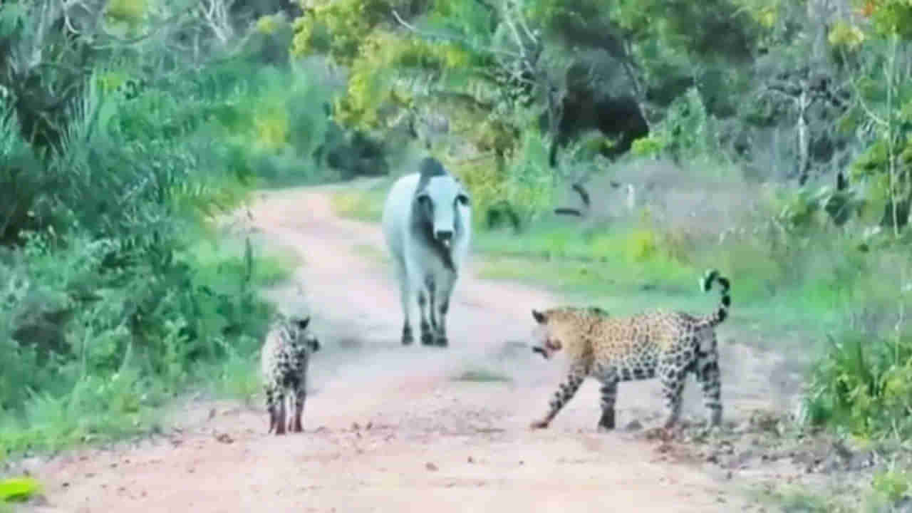 Viral Video: ముచ్చ కోల్లాగె ముందు మోకరిల్లిన చిరుతలు... తోక ముడుచుకుని పరుగో పరుగు