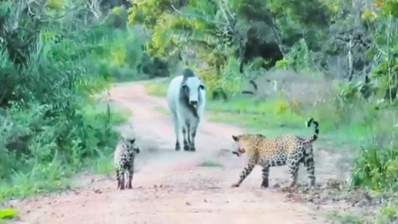 Viral Video: ముచ్చ కోల్లాగె ముందు మోకరిల్లిన చిరుతలు... తోక ముడుచుకుని పరుగో పరుగు