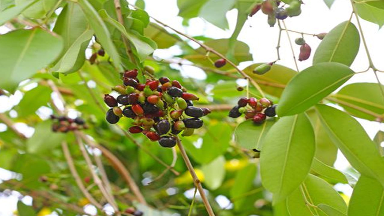 Jamun Tree Leaves