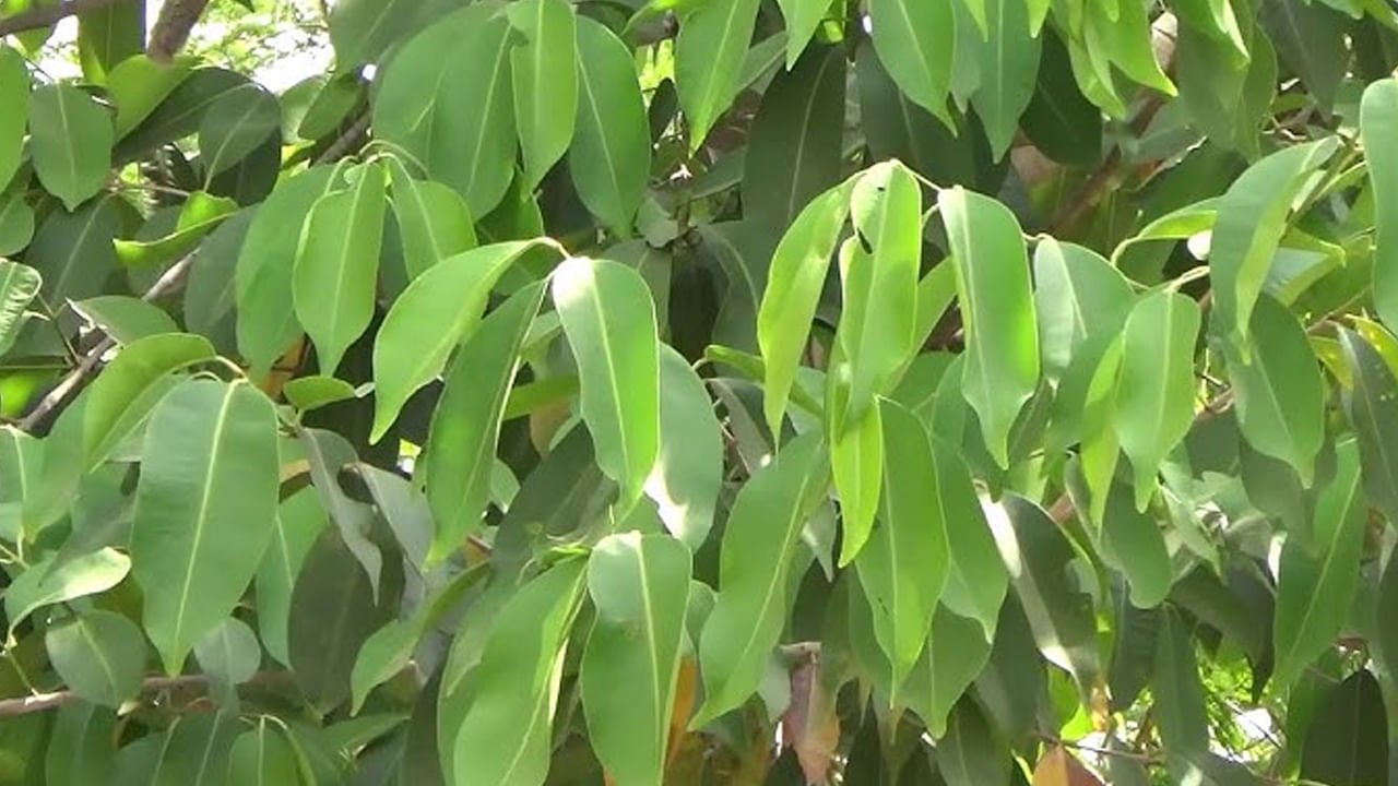 Jamun Tree Leaves
