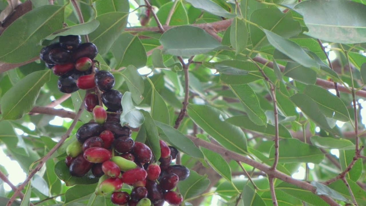 Jamun Tree Leaves