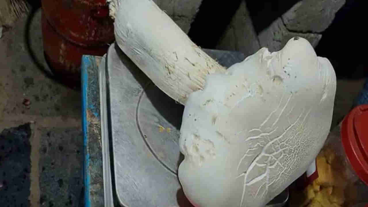 Kadapa: వామ్మో ఇదేందిరా సామి ఇంతుంది.. అందరూ ఆశ్చర్యపోతున్న వైనం..