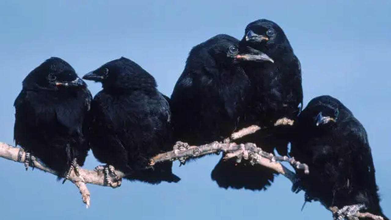 పూర్వకాలంలో పక్షల ద్వారానే రాజులు, చక్రవర్తులకు సమాచారన్ని చేరవేసేవారు. అంతే కాకుండా ఇవి ముందు జరిగే సంఘటనలను కూడా త్వరగా పసిగడుతాయి అంటారు. అయితే శకున్ శాస్త్రం ప్రకారం కాకులకు సంబంధించిన కొన్ని సంకేతాలు భవిష్యత్తులో కొన్ని చెడు సంకేతాలను సూచిస్తాయంట.కాగా, అవి ఏవో ఇప్పుడు మనం తెలుసుకుందాం