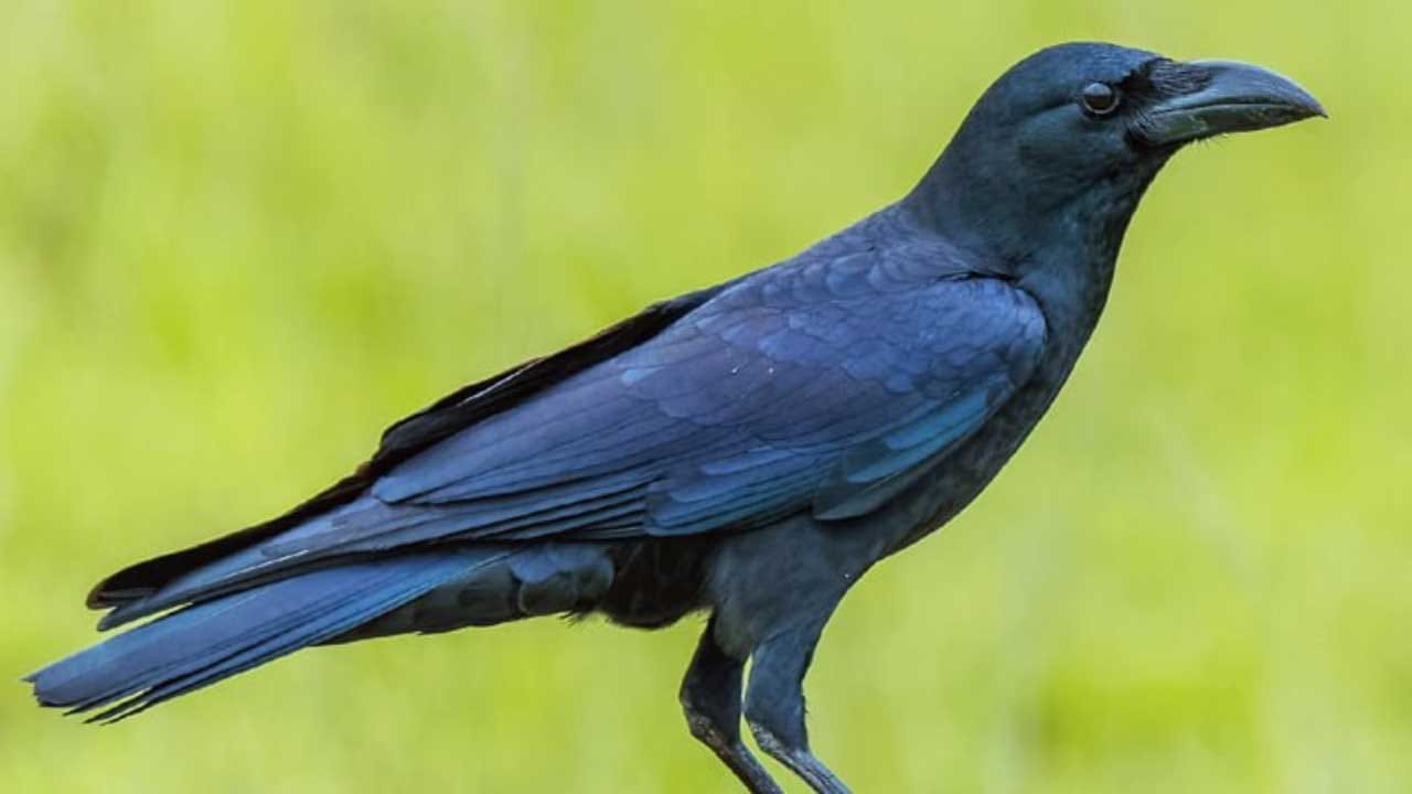 ఇక కాకి ద్వారా మానవులు అనేక విషయాలు నేర్చుకోవాలంటారు పెద్దవారు. ఇక కాకులు ఇంటి ముందు అరిస్తే ఇంటికి బంధువులు వస్తారని అలాగే ఏదైనా పని మీద బయటకు వెళ్లినప్పుడు కాకులు ఎదురు వస్తే బయటకు వెళ్లకపోవడమే మంచిది ఇలా చాలా ఉంటాయి.