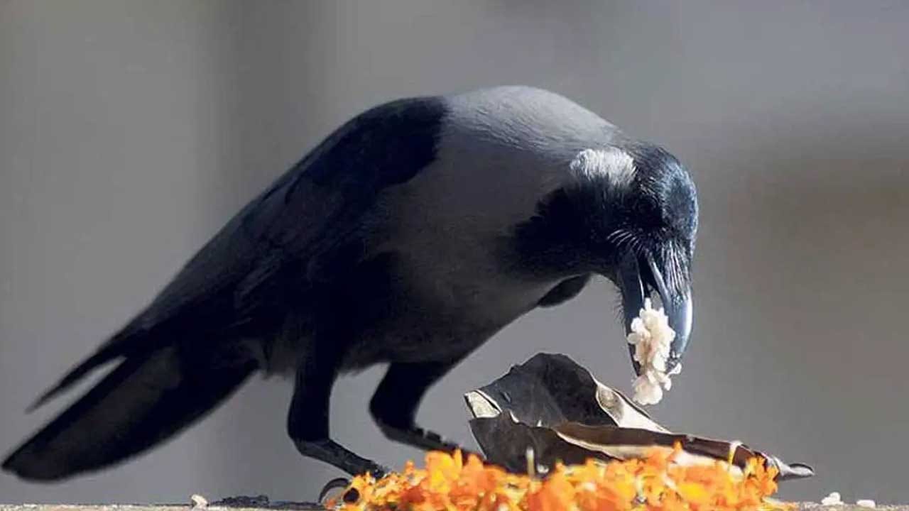 ఇక భూమి మీద పుట్టిన ఏ జీవి అయినా సరే మరణిస్తుంటుంది. అయితే మీరు ఎప్పుడైనా కాకి చనిపోవడం గురించి విన్నారా? అసలు అవి చనిపోతాయా? వాటి గురించిన కొన్ని ఇంట్రెస్టింగ్ విషయాలను మనం ఇప్పుడు తెలుసుకుందాం