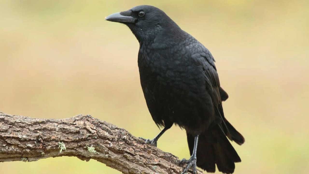 పురణాల ప్రకారం రావణుడికి భయపడి దేవతలంతా ఒక్కో జంతువులలోకి ప్రవేశిస్తారంట. తొండలోకి కేబేరుడు, లేడి లోకి ఇంద్రుడు,నెమలిలోకి వరుణుడు, కాకిలోకి యముడు ప్రవేశిస్తారంట. అయితే రావణడు వెళ్లిపోయాక ఆ జంతువుల నుంచి వీళ్లందరూ బయటకు వచ్చి వాటికి వరాలిస్తారంట.