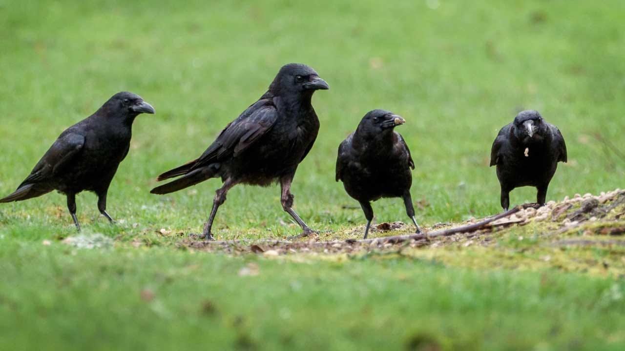 అందులో భాగంగానే యముడు కాకి కూడా ఓ వరం ఇచ్చాడంట. అది కాకి బలవర్మణం తప్ప స్వతహాగా దానంతట అది చనిపోదు. కాకికి మరణం ఉండదంటూ వరమిస్తాడంట. అంతే కాకుండా కాకులకు ఎవరైతే పిండం పెడతారో, కాకి ఎవరిపిండం అయితే తింటుందో వారికి నరక బాధలనుంచి విముక్తి కలుగుతుందని చెప్తాడంట.అలా కాకులకు పిండప్రదానం చేస్తారు.