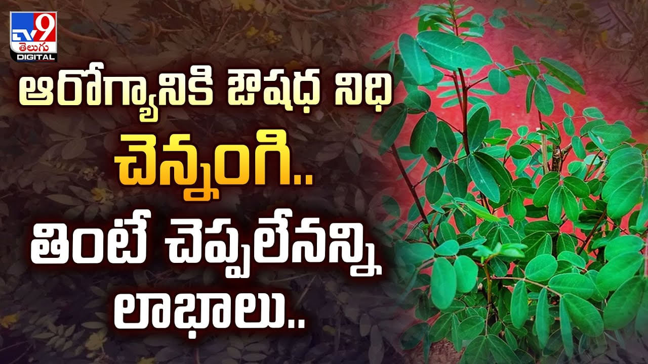 ఆరోగ్యానికి ఔషధ నిధి చెన్నంగి.. తింటే చెప్పలేనన్ని లాభాలు