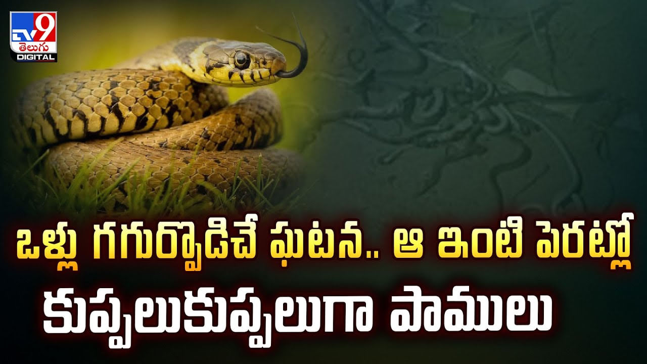ఒళ్లు గ‌గుర్పొడిచే ఘ‌ట‌న‌.. ఆ ఇంటి పెర‌ట్లో కుప్పలుకుప్పలుగా పాములు వీడియో