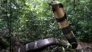 King Cobra Vs Python: ఒకటి విషకరమైన పాము, మరొకటి బలమైనది.. వీటి గురించి ఆశ్చర్యకరమైన విషయాలు మీకోసం..!