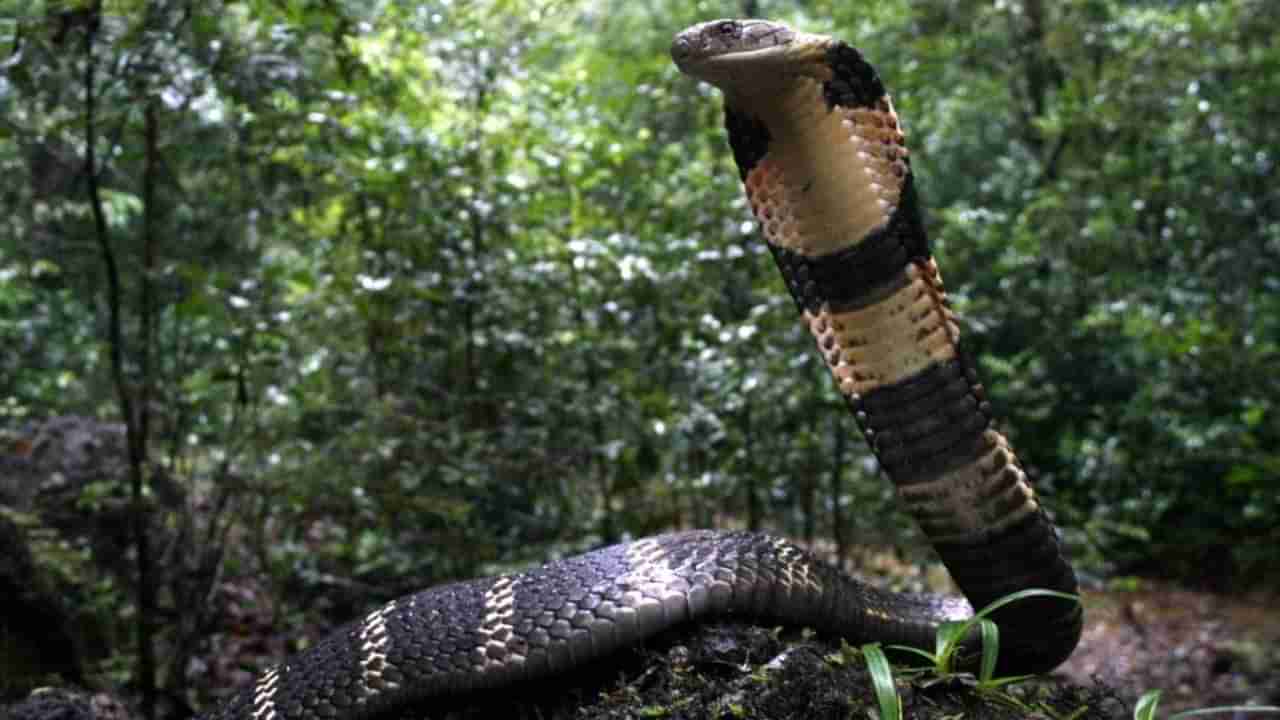 King Cobra Facts: విషం ఉన్నా తల్లిగా బాధ్యతతో ఉంటుంది.. కింగ్ కోబ్రా గురించి ఆశ్చర్యకరమైన విషయాలు మీకోసం..!