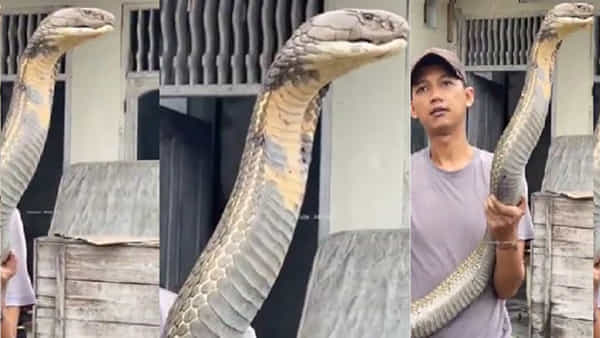 Video: వామ్మో.. ఎంత పే..ద్ద.. పామో.. చూస్తేనే గుండే ఆగేలా ఉంది.. అలా ఎలా పట్టేశావ్రా బుల్లోడా