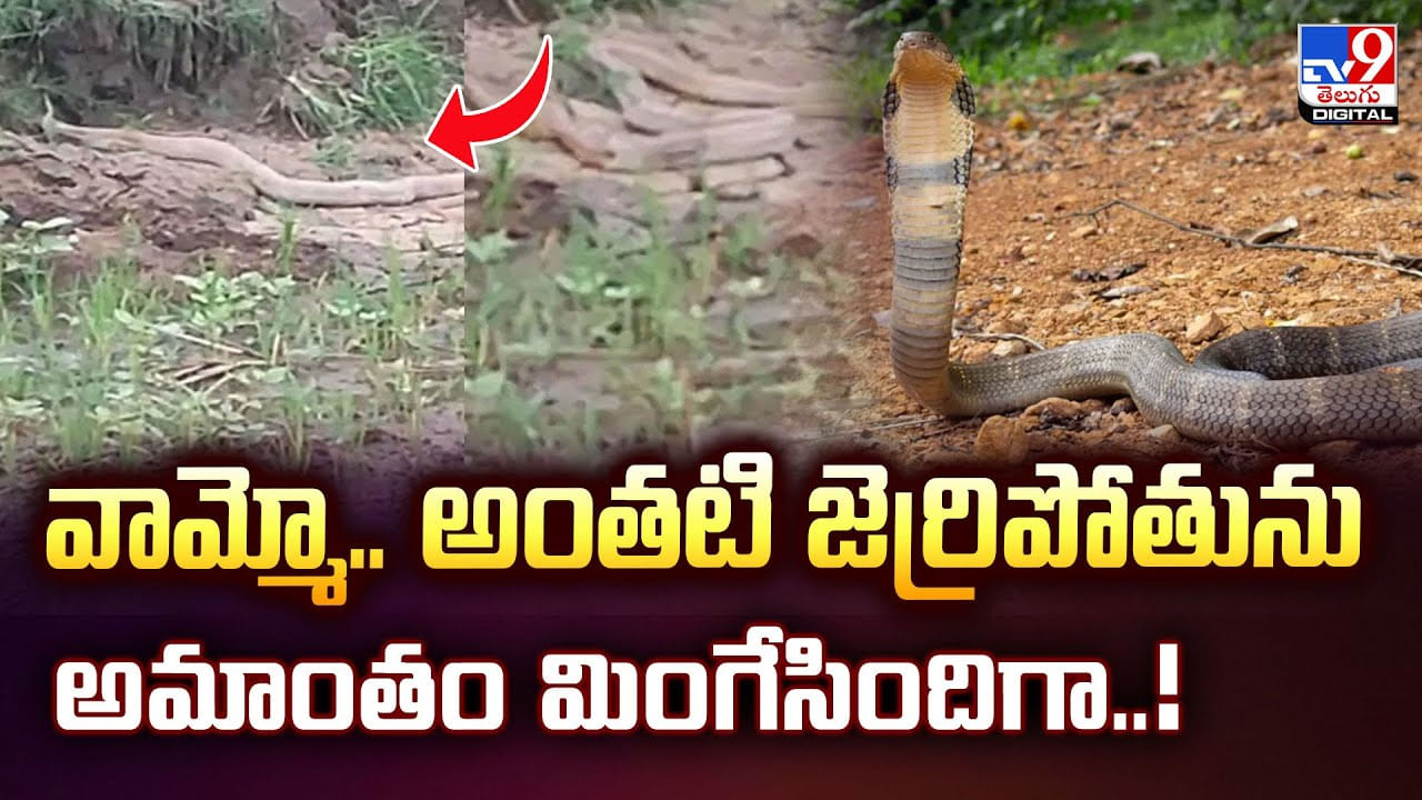 వామ్మో.. అంతటి జెర్రిపోతును అమాంతం మింగేసిందిగా వీడియో