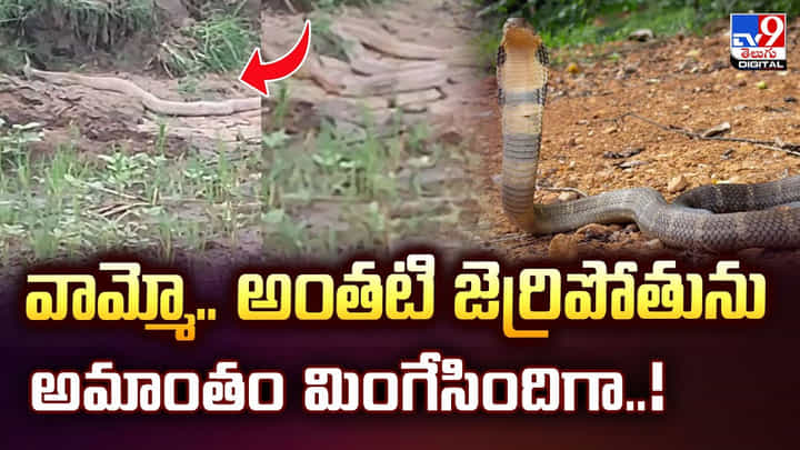 వామ్మో.. అంతటి జెర్రిపోతును అమాంతం మింగేసిందిగా వీడియో వామ్మో.. అంతటి జెర్రిపోతును అమాంతం మింగేసిందిగా వీడియో