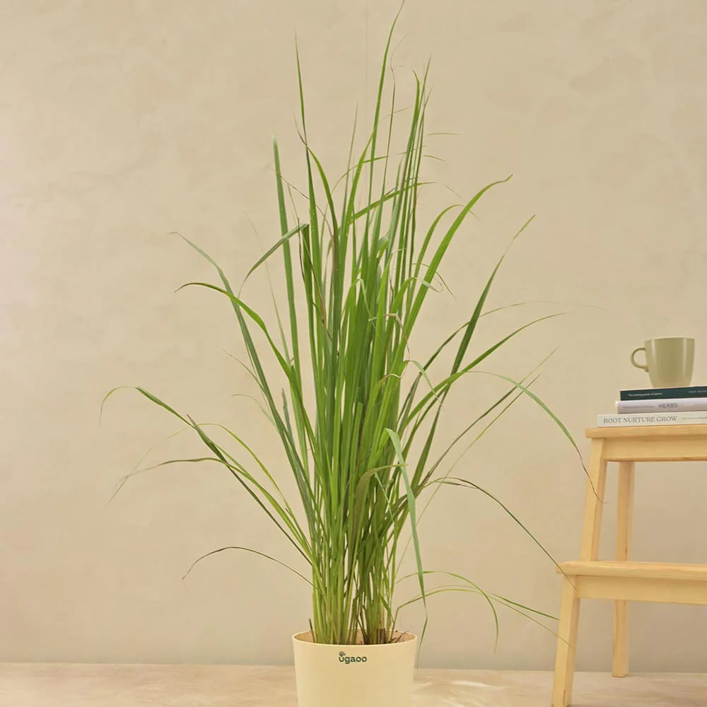 Lemon Grass Plant