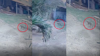 Viral Video: పామును వేటాడి తొక్కిపట్టిన డేగ – ఆ తర్వాత సీన్‌ను మీరు ఊహించలేరు