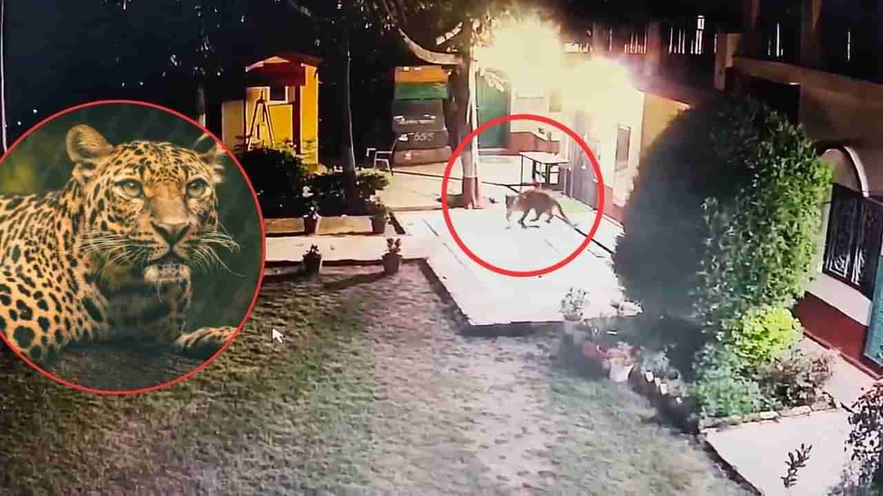 చిరుత నోటి నుంచి తప్పించుకున్న శునకం.. బతుకుజీవుడా అంటూ పరుగో పరుగు..!