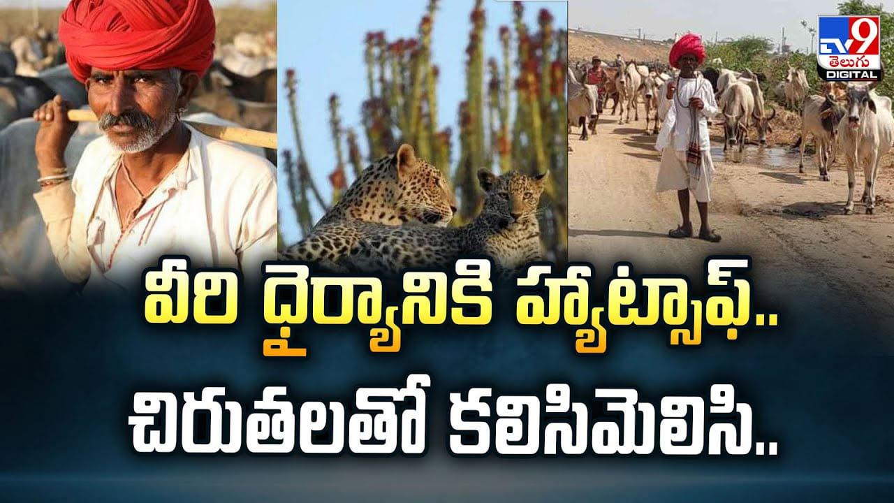 వీరి ధైర్యానికి హ్యాట్సాఫ్‌.. చిరుతలతో కలిసిమెలిసి | Inside Rajasthan’s ...