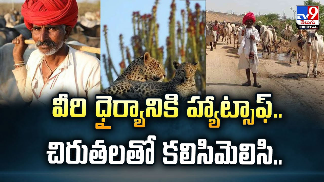 వీరి ధైర్యానికి హ్యాట్సాఫ్‌.. చిరుతలతో కలిసిమెలిసి