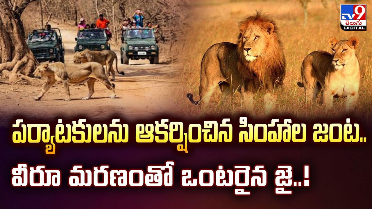 పర్యాటకులను ఆకర్షించిన సింహాల జంట.. వీరూ మరణంతో ఒంటరైన జై..!