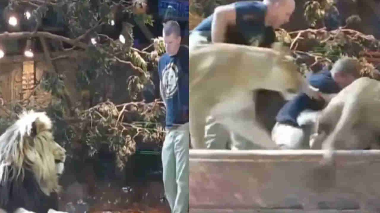 Viral Video: సింహం వైపు గురకాయించి చూశాడట... అంతే..! ఆడసింహం ఆపకుంటే ఏమయ్యోదో...