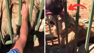 Tiger Rare Video: ఇది చాలా రేర్ వీడియో..అమ్మ ముందు పులి పిల్లల అల్లరి మాములుగా లేదు..