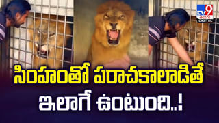 Viral Video: రెండు ఎద్దుల పొట్లాట ఓ వృద్దుడి ప్రాణం తీసిందిగా… షాకింగ్‌ వీడియో వైరల్‌