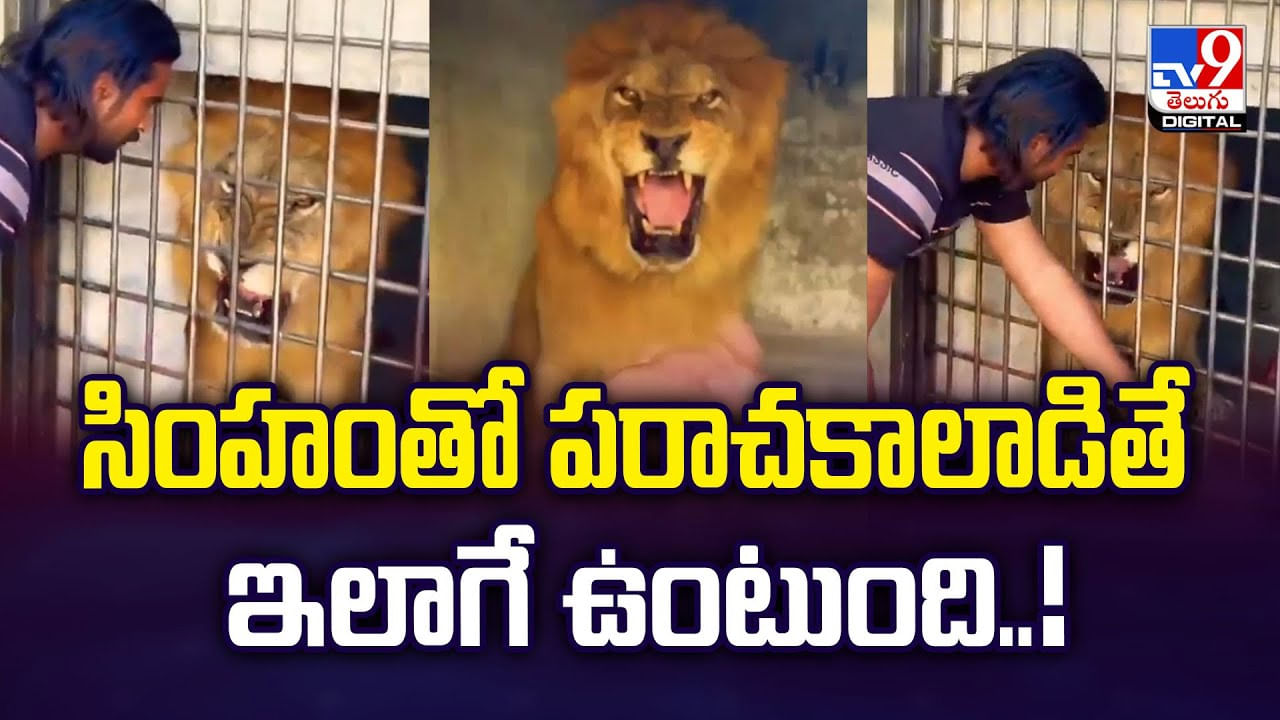 సింహంతో పరాచకాలాడితే ఇలాగే మడతెట్టేస్తది.. వీడియో వైరల్