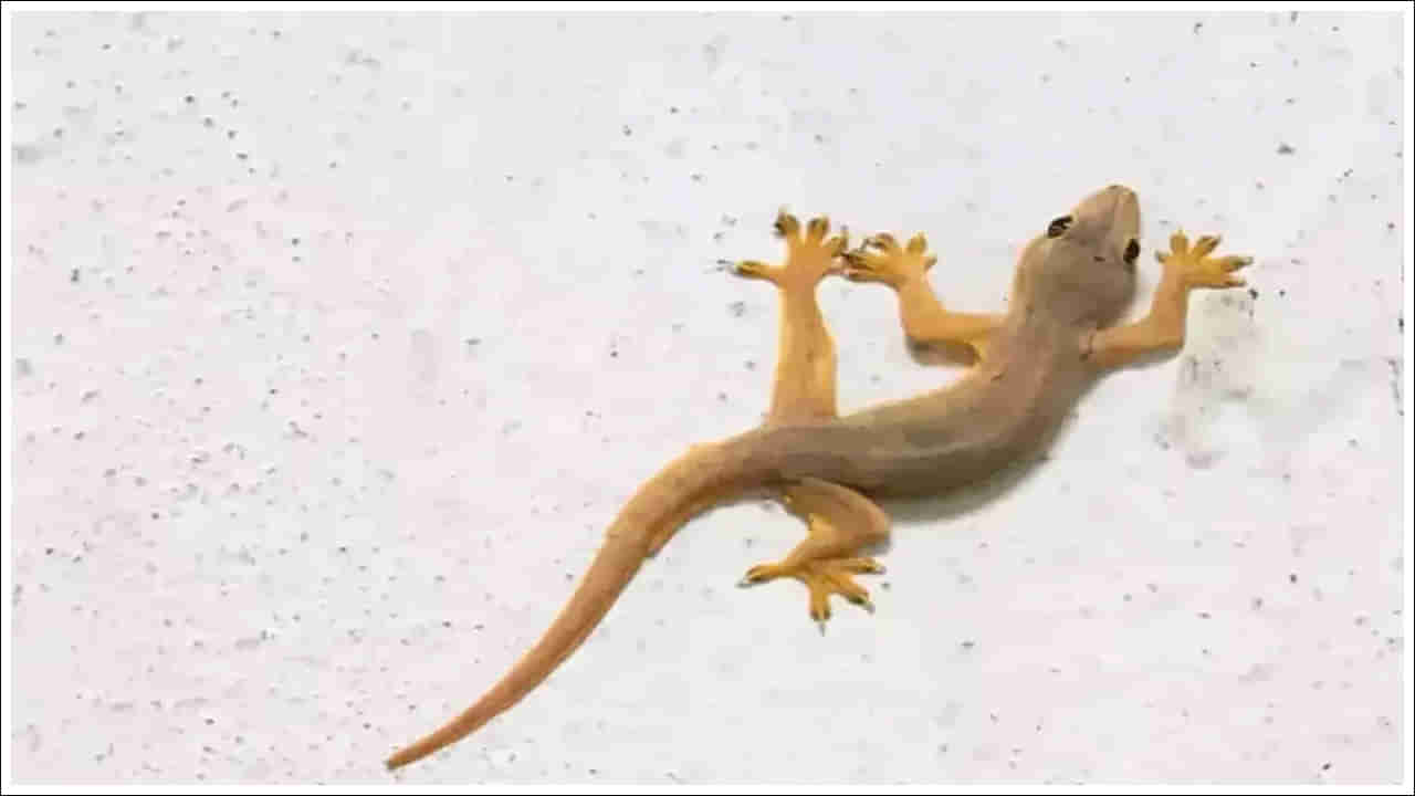 Astrology: ఇంట్లో బల్లి ఉంటే మంచిదా చెడ్డదా..? శకున శాస్త్రం ఏం చెబుతోందంటే..