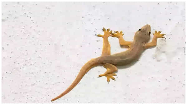 Lizards: ఇలా చేస్తే మీ ఇంట్లో బల్లులు పరార్.. ఈ అద్భుతమైన ట్రిక్.. వీడియో వైరల్