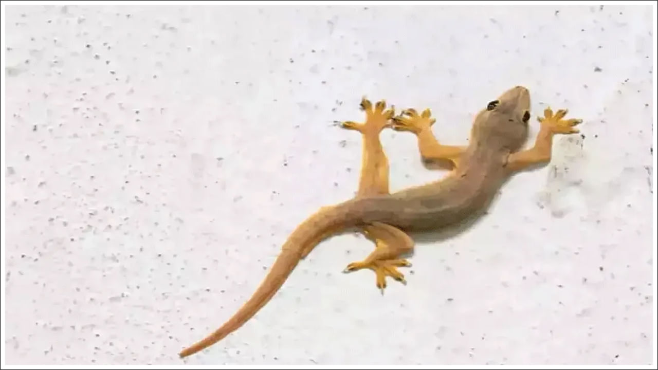 Lizards: ఇలా చేస్తే మీ ఇంట్లో బల్లులు పరార్‌.. ఈ అద్భుతమైన ట్రిక్‌.. వీడియో వైరల్‌