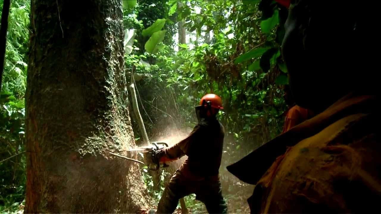 Logging