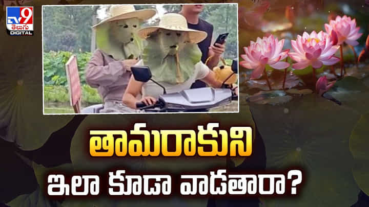 తామరాకుని ఇలా కూడా వాడతారా.. ఆశ్చర్యపోతున్న నెటిజన్లు తామరాకుని ఇలా కూడా వాడతారా.. ఆశ్చర్యపోతున్న నెటిజన్లు