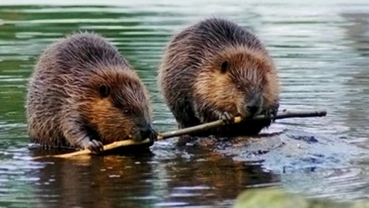 బీవర్స్: బీవర్లు ఉత్తర అమెరికా ,యురేషియాలో నివసించే అతిపెద్ద ఎలుకలు. ప్రపంచవ్యాప్తంగా రెండవ అతిపెద్ద ఎలుకలు. ఈ బీవర్స్ ప్రపంచంలో అత్యంత కష్టపడి పనిచేసే జంతువులలో ఒకటిగా పరిగణించబడతాయి. ఉత్తమ ఇంజనీర్లుగా పిలువబడే ఈ ఎలుకలు తమ ప్రేమ పట్ల.. ప్రేమించిన వారి పట్ల చాలా విశ్వాసపాత్రంగా ఉంటాయి. ఈ జంతువులు తమ జీవిత భాగస్వామితో కలిసి ప్రతి పనిని చేస్తాయి. ఇవి తమ జీవితాంతం తమ భాగస్వామితోనే గడుపుతాయి.