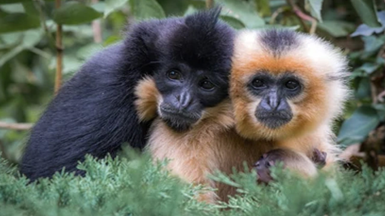 గిబ్బన్స్: కోతుల కుటుంబానికి చెందిన ఈ జంతువులు కూడా తమ జీవిత సహచరులకు కూడా చాలా విశ్వాసపాత్రంగా ఉంటాయి. అవి తమ భాగస్వాములతో సన్నిహిత బంధాలను ఏర్పరుస్తాయి. అవి తమ పిల్లలను కలిసి పెంచుతాయి. ఎక్కువ సమయం తమ భాగస్వామితో గడుపుతాయి. ఇవి తమ భాగస్వామి చనిపోతే.. జీవితాంతం ఒంటరిగా జీవిస్తాయి.